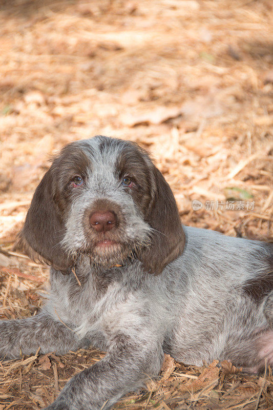 Spinone Italiano 9周大的可爱小狗dog_10